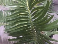 Cycad Plant