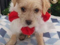 12 week old jack russell puppy