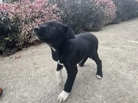 8 week old puppy