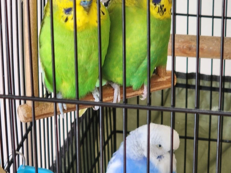 3 budgies in a cage