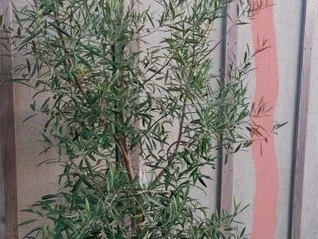 3 olive trees