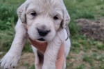 Puppy golden retriever