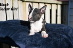 14 week old English Bull Terrier