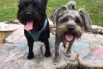 2 x mini schnauzer dogs. Poppy is 8 and Snoopy is 5, both girl dogs.