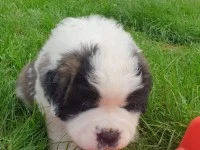 Puppy