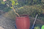 3 Garden pots