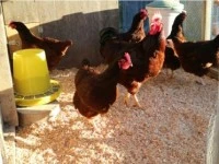4 Hens