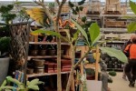 One frangipani plant in pot
