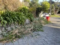 Bamboo cuts