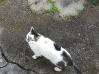 6 year old mixed cat