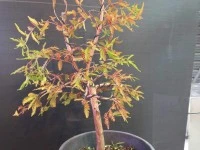 Bonsai