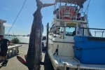 Motor boat Sea Ray