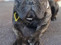 2 year old french bulldog