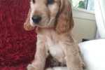 2 1/2 month old cocker spaniel puppy