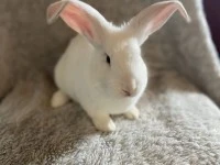 8 week old Flemish giant rabbit