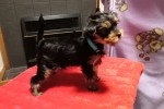 3month puppy