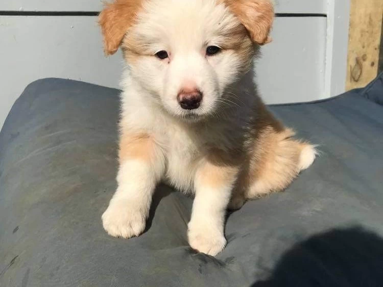 8 week Border Collie Puppy