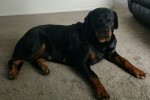 4 year old Rottweiler Female.