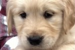 8 week old Golden Retriever Puppy