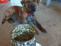 2yr old Medium size dog