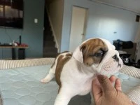 10 week old English Bulldog