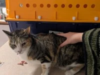 Moving 2 Cats from Auckland to Wellington