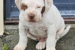 9 week old American bulldog male
