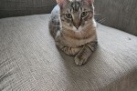 Rehoming 10 month old cat