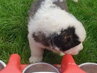 Puppy