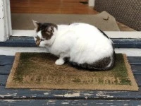 6 year old mixed cat