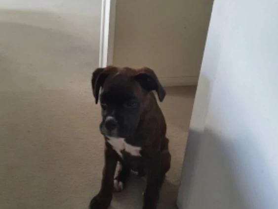 18 week Boxer puppy