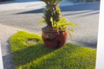 4 x plants.