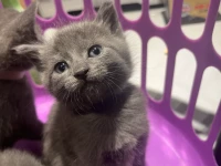 9 week kitten