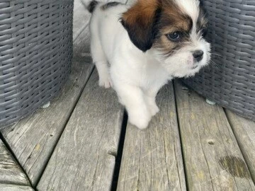 2 month old Shih Tzu Jack Russell cross.