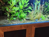 Fish tank