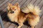 6 year old Pomchi