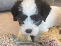 8 week old puppy