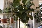 Large indoor Plants x2 max height 2.5m