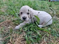 Puppy golden retriever