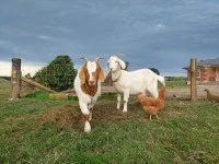 2x 1 year old goats