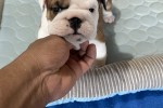 10 week old English Bulldog