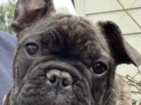 5 month old French Bulldog