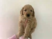 8 week old Labradoodle