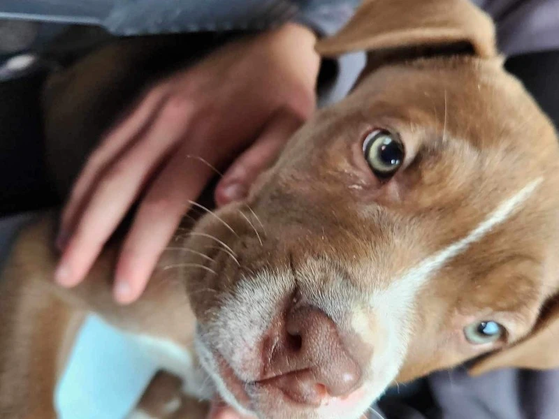 8 week old Staffordshire