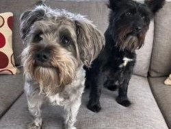 2 x mini schnauzer dogs.  Poppy is 8 and Snoopy is 5, both girl dogs.