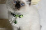 10 week old Ragdoll