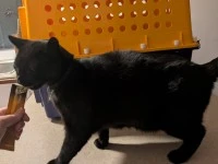 Moving 2 Cats from Auckland to Wellington