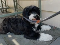 9 month old Tibetan Terrier