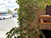 Large Fiddle Leaf Fig, Assorted potted plants 1 large, 3 medium, 9 sma...