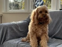 3 year old cavoodle